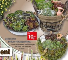 Dekorierte Sedum-Arrangements bei BAUHAUS in Cottbus Dekorierte Sedum-Arrangements im Angebot bei BAUHAUS Cottbus für 10,00 €