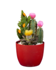 Cactus fleuri - Lidl à Aulnay-sous-Bois Cactus fleuri en promo chez Lidl Aulnay-sous-Bois à 5,99 €