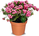 Aktuelle Pflanzen Angebote bei Netto Marken-Discount in Bremen Aktuelles Pernettya Angebot bei Netto Marken-Discount in Bremen ab 3,49 €