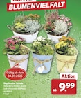 Bepflanzte Schale für 9,99 € bei famila Nordwest im Angebot Bepflanzte Schale im aktuellen famila Nordwest Prospekt