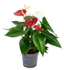 Anthurium bicolore en promo à 6,99 € chez Carrefour Anthurium bicolore dans le catalogue Carrefour