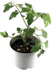 Tomatenpflanzen Angebote von GROW by OBI bei OBI Augsburg für 2,99 €