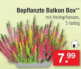 Aktuelles Bepflanzte Balkon Box Angebot bei Zimmermann in Hannover ab 7,99 €