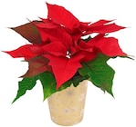 Mini-Weihnachtsstern Angebote bei Penny Stuttgart für 1,39 €