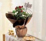 Rosier pot 14 cm dans le catalogue Intermarché Express