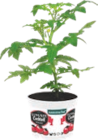 Aldi Auxonne - Promo Plant de Tomates Cocktail Promo Plant de Tomates Cocktail à 1,49 € dans le catalogue Aldi à Auxonne