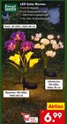 LED Solar Blumen Rose im Angebot bei Netto Marken-Discount in Nürtingen LED Solar Blumen Rose Angebote von Living & Garden bei Netto Marken-Discount Nürtingen für 6,99 €