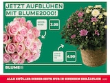 E center Achern Prospekt mit  im Angebot für 3,99 €