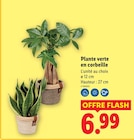 Plante verte en corbeille dans le catalogue Lidl
