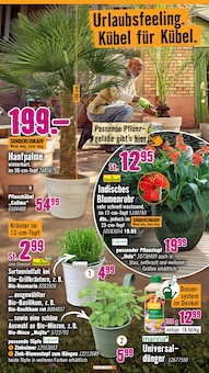 Palme im Hornbach Prospekt "Andere feiern Tore, du dein Projekt" mit 30 Seiten (Wuppertal)