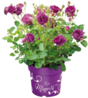 Globus-Baumarkt Bergkamen - Duftrose (Rosa Minerva) Angebot im Prospekt Duftrose (Rosa Minerva) bei Globus-Baumarkt im Bergkamen Prospekt für 29,99 €
