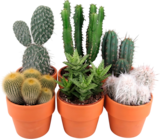 CACTUS + CACHE POT TERRACOTTA - SANS MARQUE en promo chez Auchan Hypermarché CACTUS + CACHE POT TERRACOTTA - SANS MARQUE dans le catalogue Auchan Hypermarché