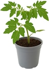 Balkontomate Angebote bei Penny Schwäbisch Gmünd für 1,99 €