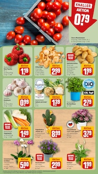 Pfifferlinge im REWE Prospekt "Dein Markt" mit 16 Seiten (Erlangen)