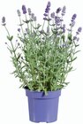 Lavande en promo chez Lidl Aix-en-Provence à 1,75 €