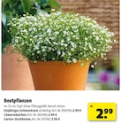 Hagebaumarkt Rostock - Einjähriges Schleierkraut Angebot im Prospekt Einjähriges Schleierkraut bei Hagebaumarkt im Rostock Prospekt für 2,99 €