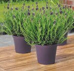 LAVANDE PAPILLON - GARDENLINE en promo à 2,99 € chez Aldi LAVANDE PAPILLON - GARDENLINE dans le catalogue Aldi