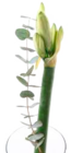 EDEKA Ahrensburg - Amaryllis 1 Stiel mit Grün Bund Angebot im Prospekt Amaryllis 1 Stiel mit Grün Bund bei EDEKA im Ahrensburg Prospekt für 2,99 €