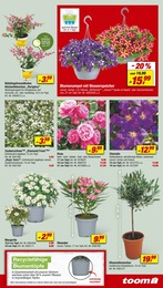 Oleander Angebot im aktuellen toom Baumarkt Prospekt auf Seite 5