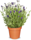 Lavendel von  im aktuellen Netto Marken-Discount Prospekt für 2,29 €