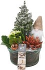 Winter-arrangement im Angebot bei REWE in Suhl Winter-arrangement Angebote von PT creations bei REWE Suhl für 14,99 €