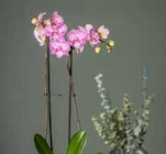 Schmetterlingsorchidee von Kölle im aktuellen Pflanzen Kölle Prospekt für 9,99 €