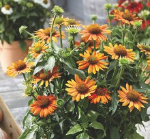 Sonnenhut (Echinacea purpurea) bei OBI in Oldenburg Sonnenhut (Echinacea purpurea) im Angebot bei OBI Oldenburg für 6,99 €