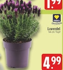 EDEKA Neuss - Lavendel Angebot im Prospekt Lavendel bei EDEKA im Neuss Prospekt für 4,99 €