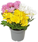 Chrysantheme von  im aktuellen Kaufland Prospekt für 2,22 €