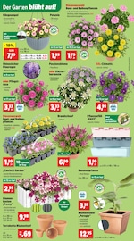Aktueller Thomas Philipps Prospekt mit Hortensie, "Top Angebote", Seite 2