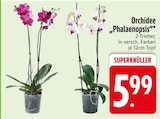 Orchidee 'Phalaenopsis' bei EDEKA im Legau Prospekt für 5,99 €