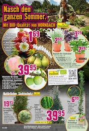 Bio Erdbeeren Angebot im aktuellen Hornbach Prospekt auf Seite 3