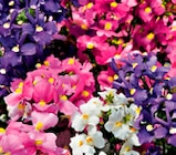 Norma Gundershoffen - Promo Plantes vivaces Promo Plantes vivaces à 1,49 € dans le catalogue Norma à Gundershoffen