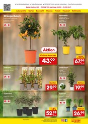 Aktueller Netto Marken-Discount Prospekt mit Zitronenbaum, "Aktuelle Angebote", Seite 41