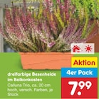 dreifarbige Besenheide im Balkonkasten im aktuellen Netto Marken-Discount Prospekt