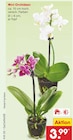 Mini Orchideen bei Netto Marken-Discount im Mertingen Prospekt für 3,99 €