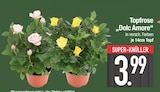 Topfrose "Dolc Amore" im EDEKA Prospekt Topfrose "Dolc Amore" von  im aktuellen EDEKA Prospekt fĂŒr 3,99 âŹ