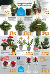 Ähnliche Apfelbaum Angebote im Prospekt "Immer eine Idee besser" von Globus-Baumarkt Ähnliches Angebot bei Globus-Baumarkt in Prospekt "Immer eine Idee besser" gefunden auf Seite 3