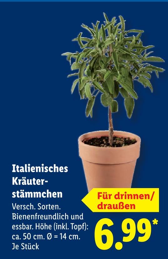 Italienisches Kräuterstämmchen