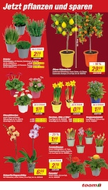 Aktueller toom Baumarkt Prospekt mit Blumen, "Respekt, wer's selber macht.", Seite 3
