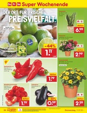Balkonpflanzen im Netto Marken-Discount Prospekt in Wolfenbüttel Aktueller Netto Marken-Discount Prospekt mit Balkonpflanzen, "Aktuelle Angebote", Seite 52