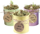 Hyazinthe im Angebot bei REWE in Fürth Hyazinthe Angebote bei REWE Fürth für 3,49 €