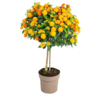 Wandelröschen Stamm von Grow by Obi im aktuellen OBI Prospekt für 17,99 €