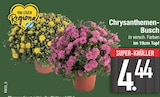 Chrysanthemen-Busch im Angebot bei EDEKA in Ingolstadt Chrysanthemen-Busch Angebote bei EDEKA Ingolstadt für 4,44 €