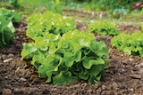 Salade à Gamm vert dans La Rochette