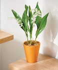 Promo Muguet 3 Griffes Pot 9 cm à 4,79 € dans le catalogue Intermarché Contact à Labrit