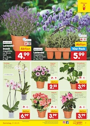Blumen Angebot & Preis im aktuellen Netto Marken-Discount Prospekt Blumen Angebot im aktuellen Netto Marken-Discount Prospekt auf Seite 7