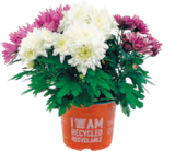 Chrysanthemen Trios Spezial Mix im Angebot bei Netto mit dem Scottie in Dresden Chrysanthemen Trios Spezial Mix Angebote bei Netto mit dem Scottie Dresden für 2,99 €