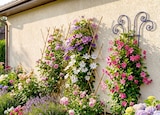 Bambus-Gartenspalier im Angebot bei Thomas Philipps in Dormagen Bambus-Gartenspalier Angebote bei Thomas Philipps Dormagen für 2,98 €