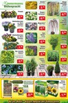 Gartenpflanzen Gartenpflanzen